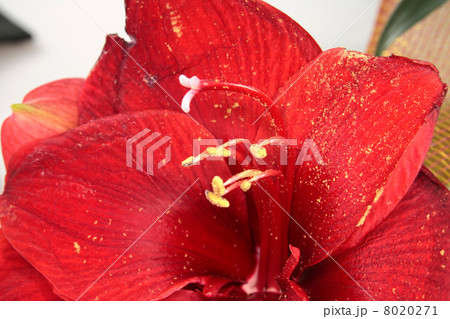 Red amaryllis macro background Red amaryllis macro background 8020271