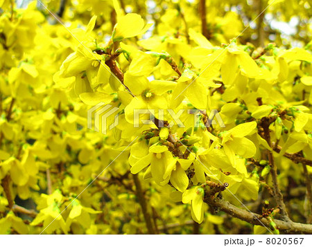 春の花　レンギョウ 8020567