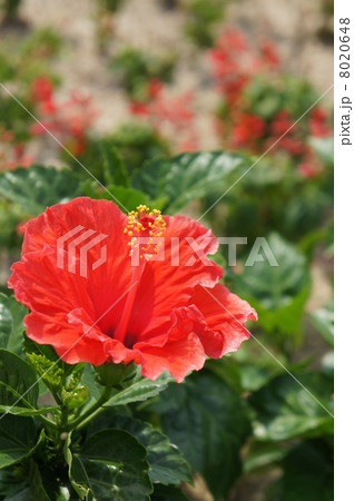 ハイビスカス ハイビスカス 8020648