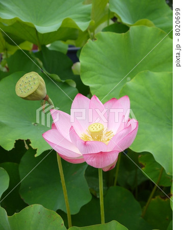 蓮 8020699