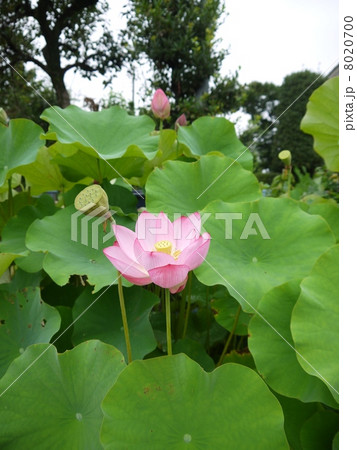 蓮 8020700