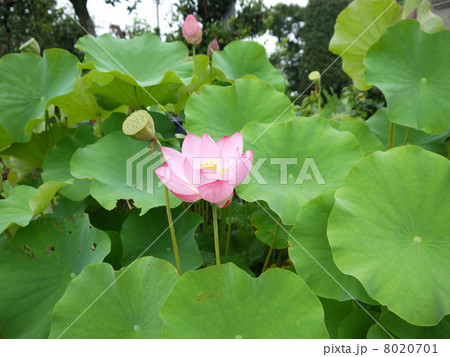 蓮 8020701