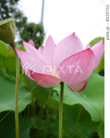 蓮 8020702
