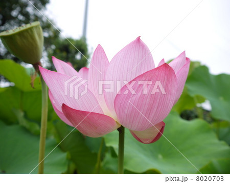 蓮 8020703