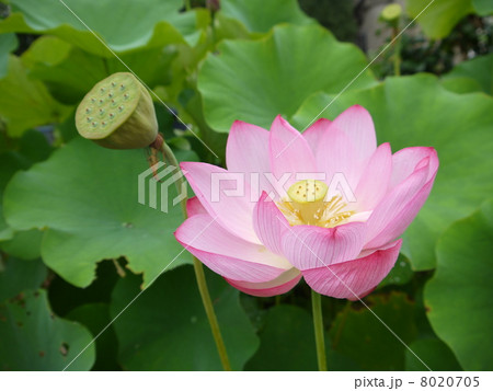 蓮 8020705