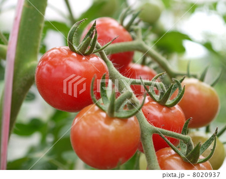 トマト 8020937