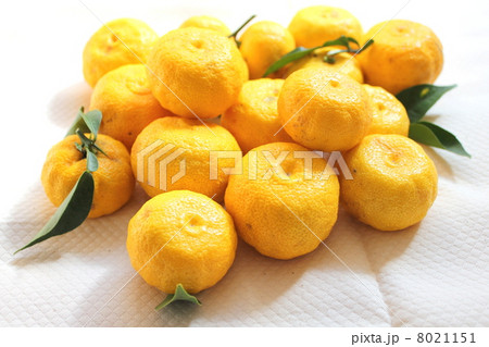 収穫した柚子 8021151