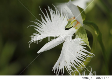 サギソウ サギソウ 8021182