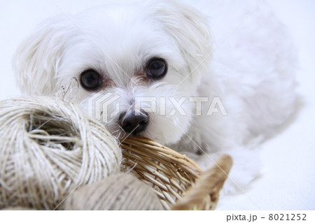 麻ひもと犬 8021252