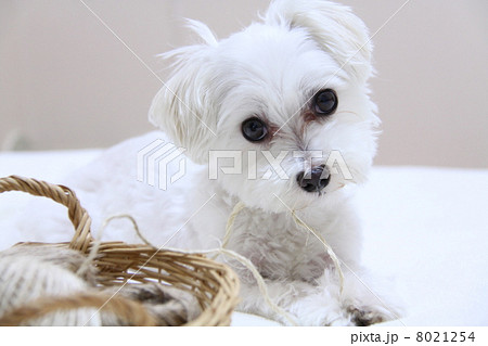 麻ひもと犬 8021254