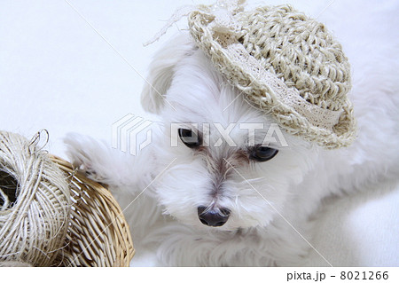 麻ひもと犬 8021266