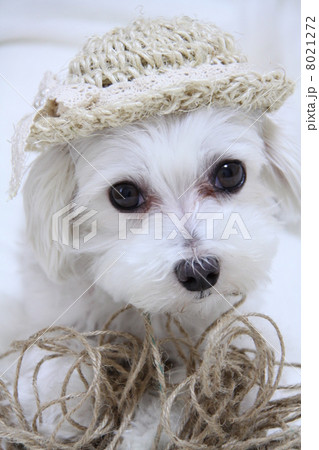 麻ひもと犬 8021272
