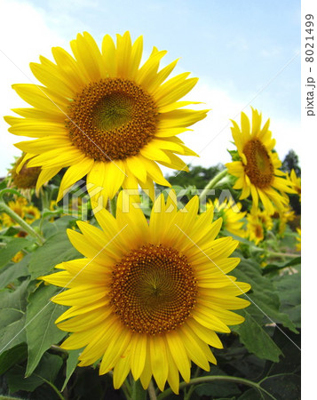 夏　ヒマワリ 8021499