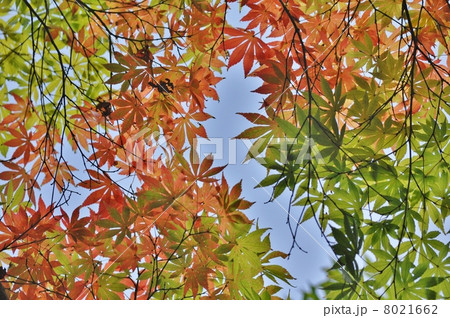 色づき始めた紅葉 8021662