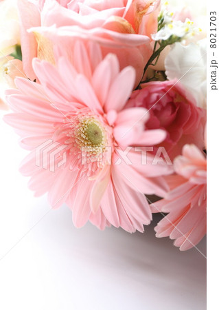 ガーベラ (ピンク) ガーベラ (ピンク) 8021703