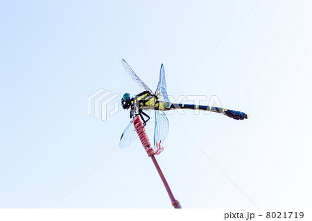 釣竿にとまったヤマサナエ 釣竿にとまったヤマサナエ 8021719