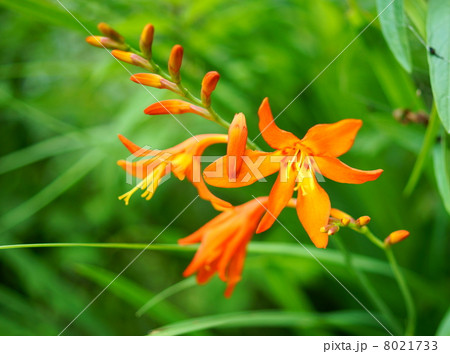 姫檜扇水仙 ヒメヒオウギスイセン 花言葉 個性美 Montbretia Crocosmiaの写真素材