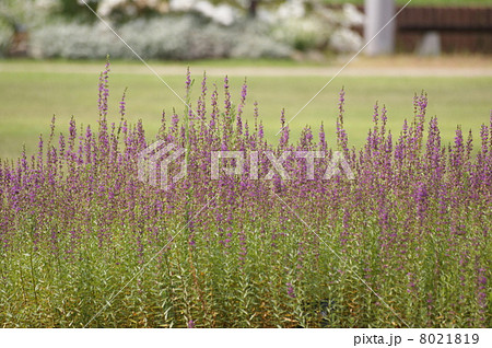 エゾミソハギ エゾミソハギ 8021819