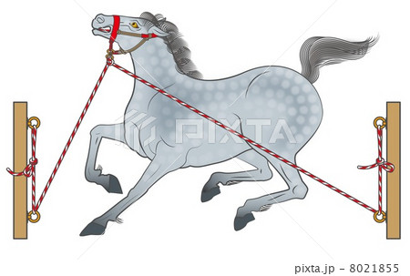 連銭葦毛の繋ぎ馬 連銭葦毛の繋ぎ馬 8021855