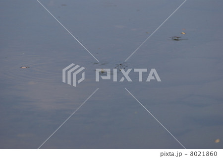 アメンボ アメンボ 8021860