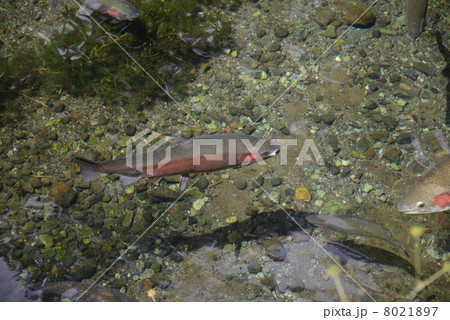 ニジマス ニジマス 8021897