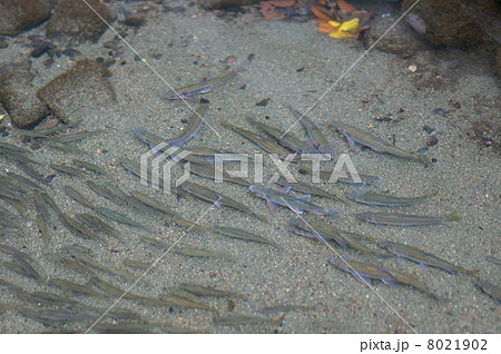 追河　オイカワと申します。　魚の名前です。 8021902