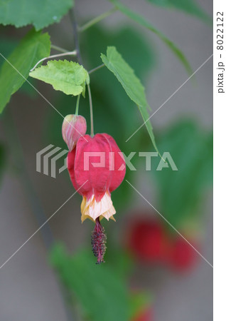 浮釣木　別名チロリアンランプ　冬なのに咲いています。 8022122