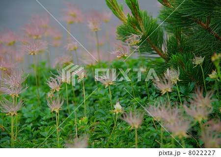 白馬大池のほとりの稚児車 8022227