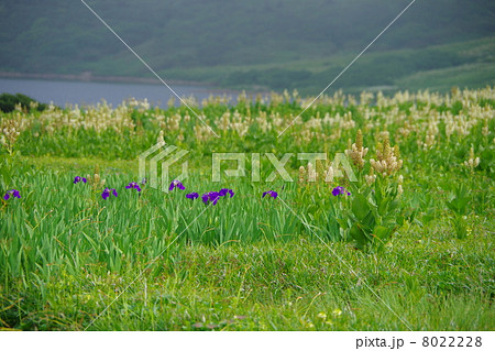 コバイケイソウ咲き乱れる白馬大池 8022228