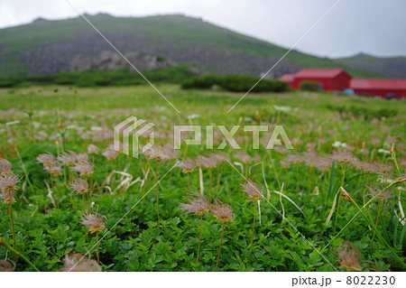 風になびく稚児車 8022230