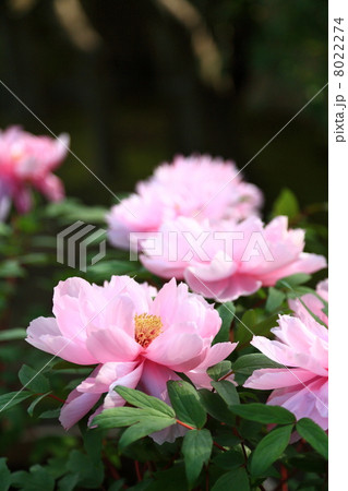 牡丹 牡丹 8022274