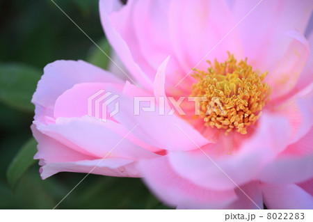 牡丹 8022283