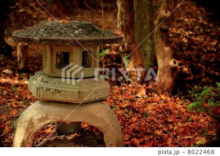 天拝山の紅葉 8022468