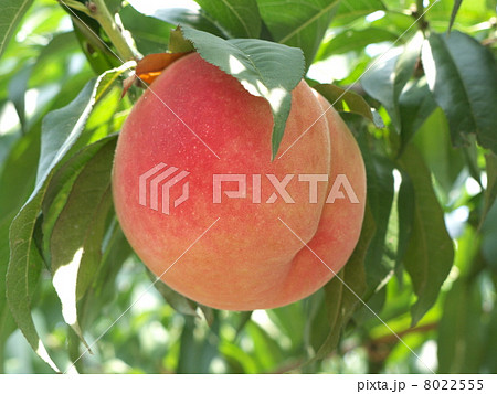 果樹園の桃 8022555