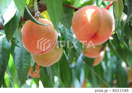 果樹園の桃 果樹園の桃 8022586