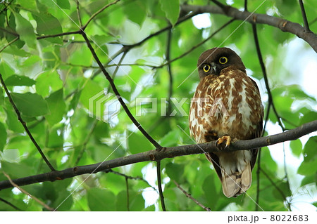 アオバズク 8022683