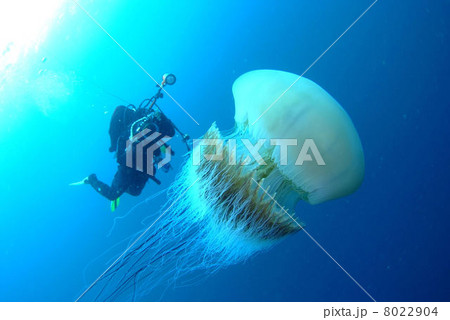 エチゼンクラゲ エチゼンクラゲ 8022904