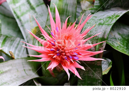 Aechmea Aechmea 8022910