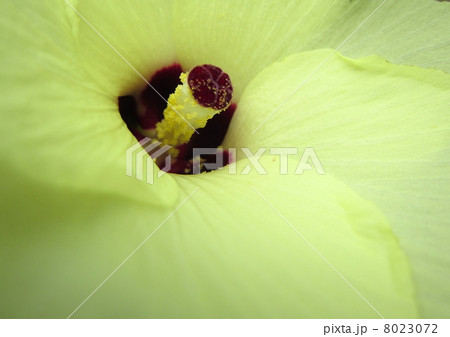 オクラの花 8023072