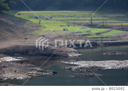 湖底の新緑 8023092