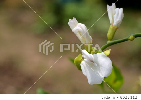 刀豆 刀豆 8023112