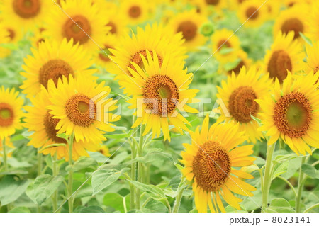 ヒマワリ畑 ヒマワリ畑 8023141