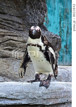 ケープペンギン(サンシャイン水族館/東京都豊島区東池袋) ケープペンギン(サンシャイン水族館/東京都豊島区東池袋) 8023642