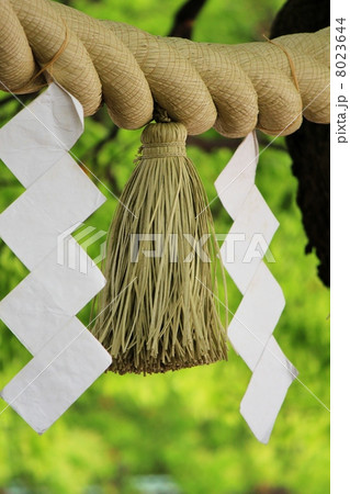 神木としめ縄（明治神宮夫婦楠） 8023644