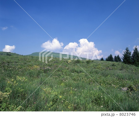 夏の車山高原 8023746
