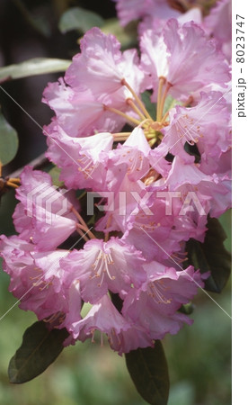 室生寺のシャクナゲ 8023747