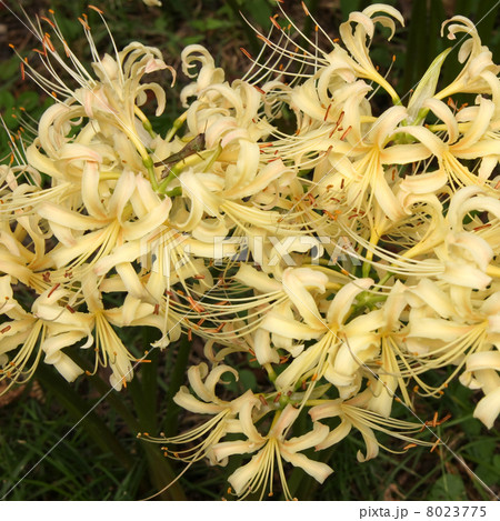 シロバナヒガンバナ 8023775