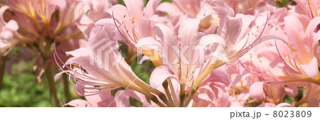 ナツズイセン 8023809