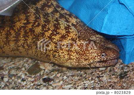 うつぼの昼寝 8023829