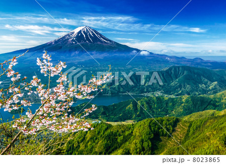 桜と富士山 8023865
